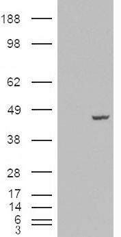 Anti-PCBP4 antibody, C-term used in Western blot. GTX88982