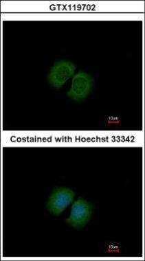 Anti-PCDHA12 antibody [N1N2], N-term used in ICC/IF. GTX119702