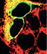 Anti-PDI antibody [1D3] used in Immunohistochemistry. GTX30716