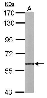 Anti-PDI antibody [N1N3] used in Western blot. GTX101468