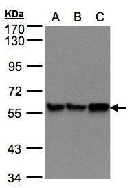 Anti-PDI antibody [N1N3] used in Western blot. GTX101468