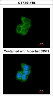 Anti-PDI antibody [N1N3] used in ICC/IF. GTX101468