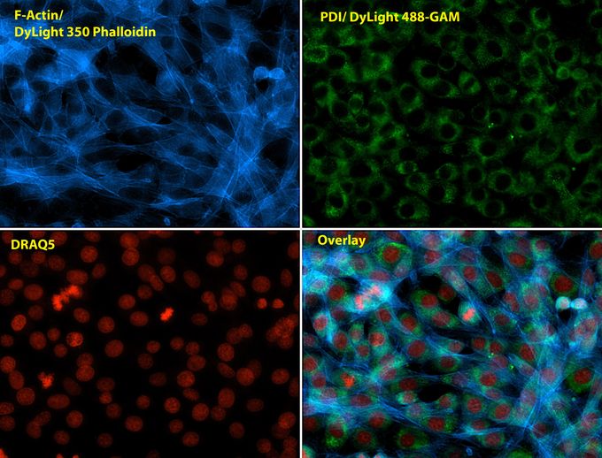 Anti-PDI antibody [RL90] used in ICC/IF. GTX22792