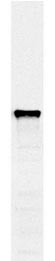 Anti-PDI1 antibody [38H8] used in Western blot. GTX24644