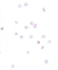 Anti-IFITM1 antibody used in ICC/IF. GTX85181