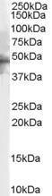 Anti-5-HT1B receptor antibody, C-term used in Western blot. GTX89298
