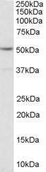 Anti-5-HT2C receptor antibody, Internal used in Western blot. GTX89555