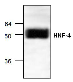 Anti-HNF-4 antibody used in Western blot. GTX59756