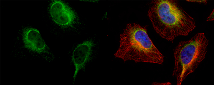 Anti-PDI antibody [N1N3] used in ICC/IF. GTX101468