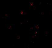Anti-PEN2 antibody used in ICC/IF. GTX85064