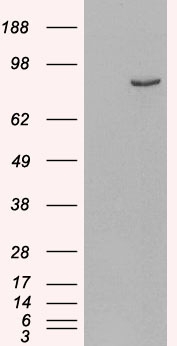 Anti-Phosphodiesterase 4B antibody, C-term used in Western blot. GTX89403