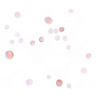 Anti-PLAC1 antibody used in ICC/IF. GTX85151