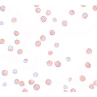 Anti-PLAC3 antibody used in ICC/IF. GTX85150