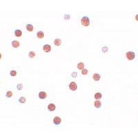 Anti-PLAC4 antibody used in ICC/IF. GTX85149