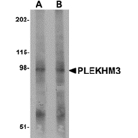 Anti-PLEKHM3 antibody used in Western blot. GTX85229