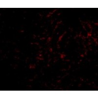 Anti-Plxdc2 antibody used in ICC/IF. GTX85419