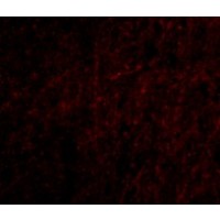 Anti-Plxdc2 antibody used in ICC/IF. GTX85420