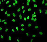 Anti-PMS2 antibody [EPR3947] used in ICC/IF. GTX62395