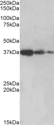 Anti-PPP2R4 / PP2A antibody, C-term used in Western blot. GTX88415