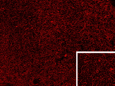 Anti-Proenkephalin antibody, Internal used in IHC (Frozen sections). GTX88917