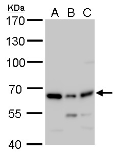 Anti-PSPC1 antibody used in Western blot. GTX119744