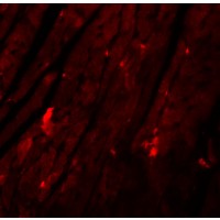 Anti-REEP3 antibody used in ICC/IF. GTX85210