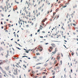 Anti-RIG / DKK3 antibody, C-term used in IHC (Formalin-fixed paraffin-embedded sections). GTX89800