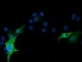 Anti-RND1 antibody [4F12] used in ICC/IF. GTX83709