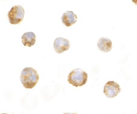 Anti-IL-23 antibody used in ICC/IF. GTX85496