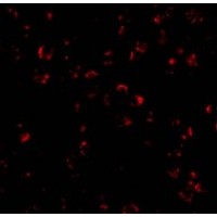 Anti-IL-23 antibody used in ICC/IF. GTX85496
