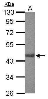 Anti-Rpl3 antibody used in Western blot. GTX124464