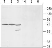 Anti-KCNS1 / Kv9.1 antibody used in Western blot. GTX16708