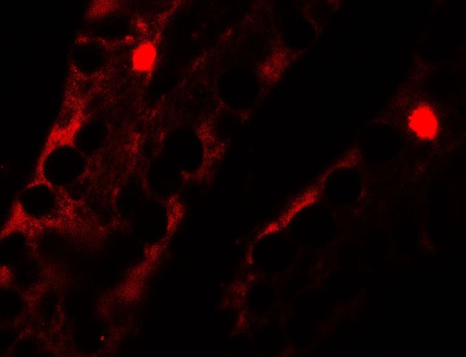 Anti-MTERFD2 antibody used in ICC/IF. GTX32113