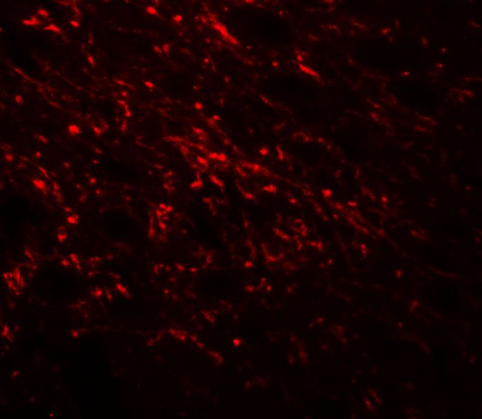 Anti-NAP1L5 antibody used in ICC/IF. GTX32154