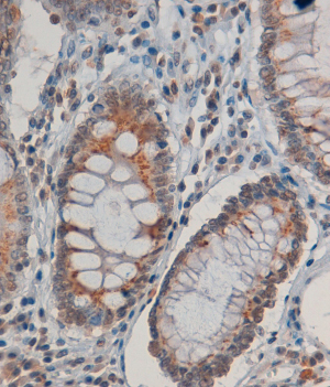 Anti-INDO / IDO antibody, Internal used in IHC (Formalin-fixed paraffin-embedded sections). GTX89419