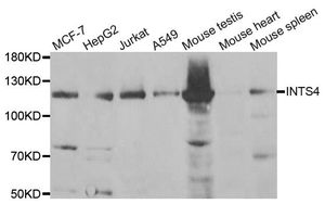 Anti-INTS4 antibody used in Western blot. GTX54335