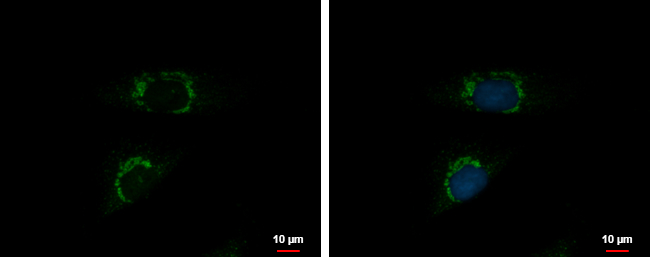 Anti-INTU antibody used in ICC/IF. GTX120239