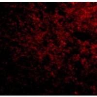 Anti-IPR1 antibody used in ICC/IF. GTX85042