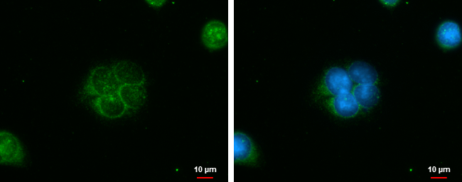 Anti-IQCC antibody used in ICC/IF. GTX120509