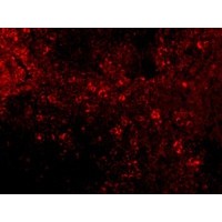 Anti-IRF7 antibody used in ICC/IF. GTX85490