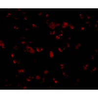 Anti-IRGC antibody used in ICC/IF. GTX85259