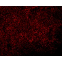 Anti-JMJD4 antibody used in ICC/IF. GTX85252