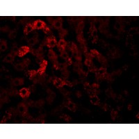 Anti-JMJD7 antibody used in ICC/IF. GTX85250