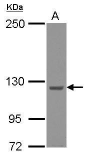 Anti-KIAA0196 antibody [C2C3], C-term used in Western blot. GTX115311