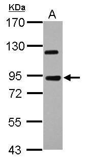Anti-KIAA0317 antibody [N1N2], N-term used in Western blot. GTX119103