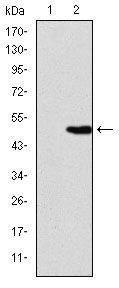 Anti-KID antibody [1E3] used in Western blot. GTX60508
