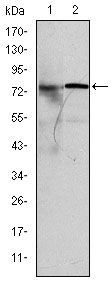 Anti-KID antibody [5F3] used in Western blot. GTX60506