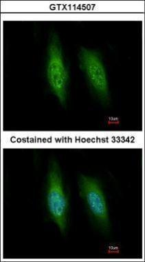 Anti-KIFC3 antibody used in ICC/IF. GTX114507