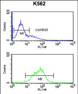 Anti-KIR2DL5B antibody, Internal used in Flow cytometry/FACS. GTX80947