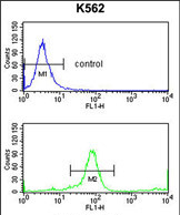 Anti-KIR3DL3 antibody, Internal used in Flow cytometry/FACS. GTX80516